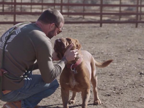 Chicken Soup for the Soul's Animal Tales - Returning the Love
