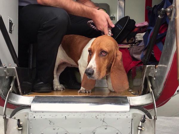 Chicken Soup for the Soul's Animal Tales - Animal Rescue and Therapy
