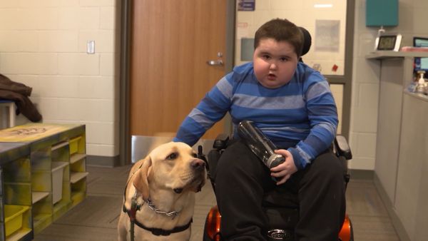 Chicken Soup for the Soul's Animal Tales - Kids, K9s and Kitties