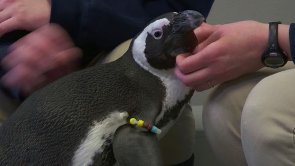 Chicken Soup for the Soul's Animal Tales - Animal in Need, a Friend Indeed