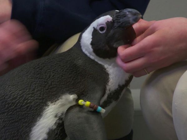 Chicken Soup for the Soul's Animal Tales - Animal in Need, a Friend Indeed