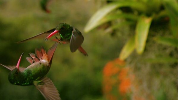 Wild Colombia With Nigel Marven - Highlands and Hummingbirds
