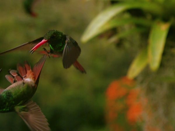 Wild Colombia With Nigel Marven - Highlands and Hummingbirds