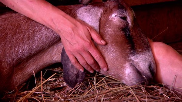 Chicken Soup for the Soul's Animal Tales - Recover and Rescue