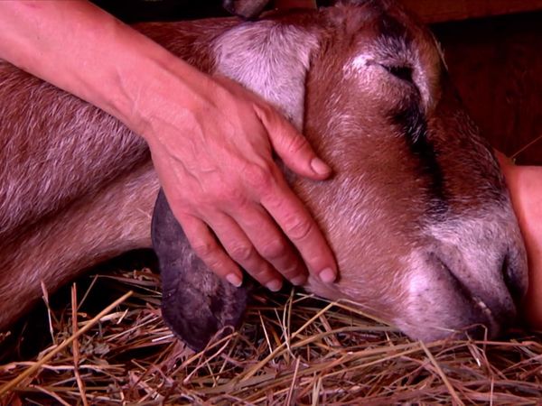 Chicken Soup for the Soul's Animal Tales - Recover and Rescue
