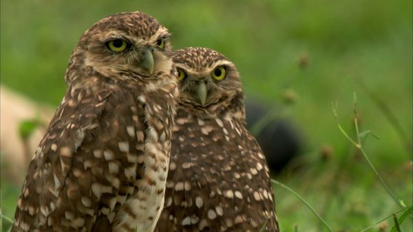 Wild Colombia With Nigel Marven - Lands of Anaconda