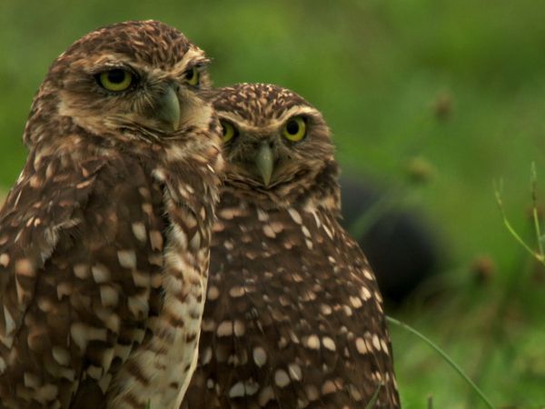 Wild Colombia With Nigel Marven - Lands of Anaconda