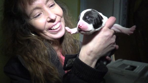 Chicken Soup for the Soul's Animal Tales - Rehabilitation, Rescue and Service