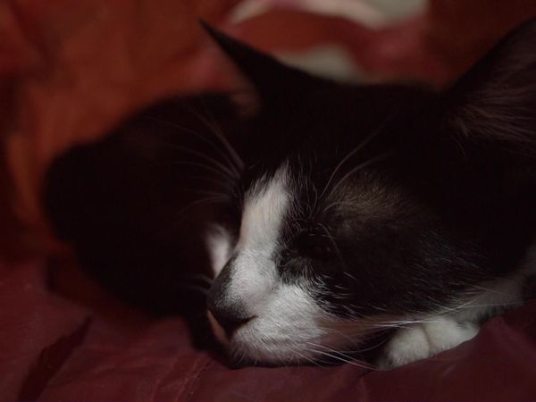 Chicken Soup for the Soul's Animal Tales - Rescue Is a Two-Way Street