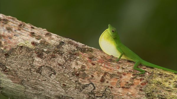 Wild Colombia With Nigel Marven - Pacific Paradise