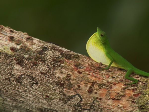 Wild Colombia With Nigel Marven - Pacific Paradise