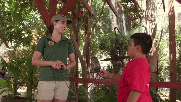 Chicken Soup for the Soul's Animal Tales - Love Conquers All