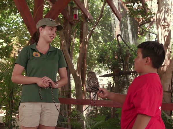 Chicken Soup for the Soul's Animal Tales - Love Conquers All