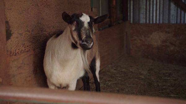 Chicken Soup for the Soul's Animal Tales - Preservation and Determination