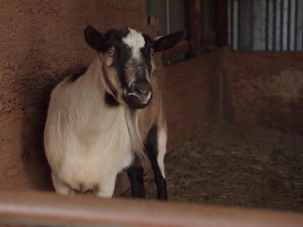 Chicken Soup for the Soul's Animal Tales - Preservation and Determination