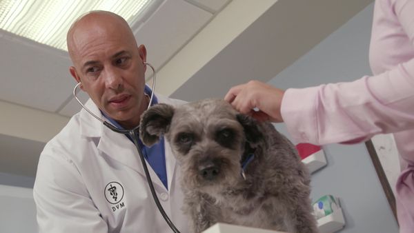 Chicken Soup for the Soul's Animal Tales - Pet Project