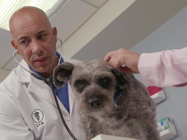 Chicken Soup for the Soul's Animal Tales - Pet Project