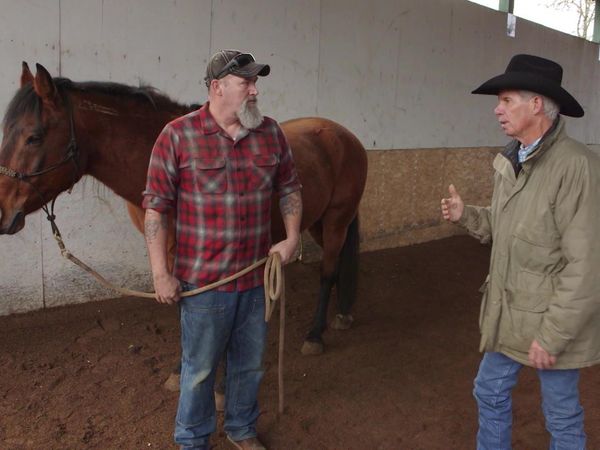 Chicken Soup for the Soul's Animal Tales - Paws for Help