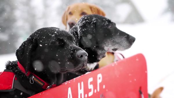 Chicken Soup for the Soul's Animal Tales - Top Dogs