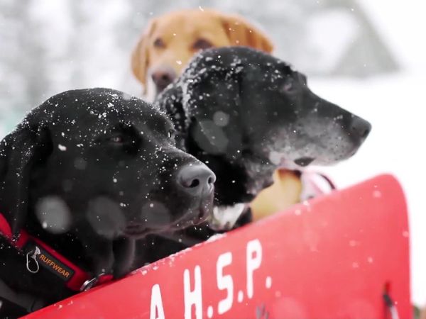 Chicken Soup for the Soul's Animal Tales - Top Dogs