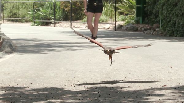 Chicken Soup for the Soul's Animal Tales - Wild and Rescued