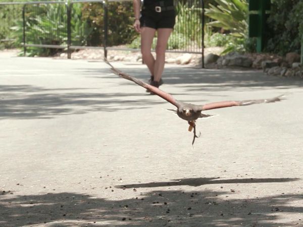 Chicken Soup for the Soul's Animal Tales - Wild and Rescued