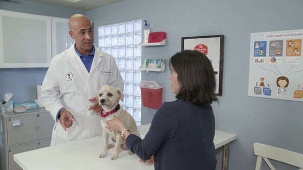 Chicken Soup for the Soul's Animal Tales - Creature Comfort