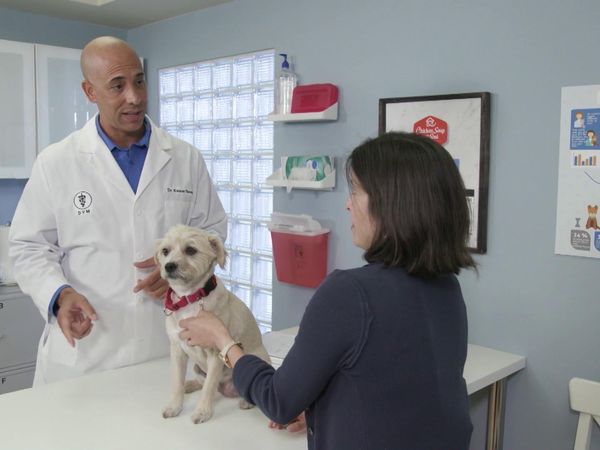 Chicken Soup for the Soul's Animal Tales - Creature Comfort