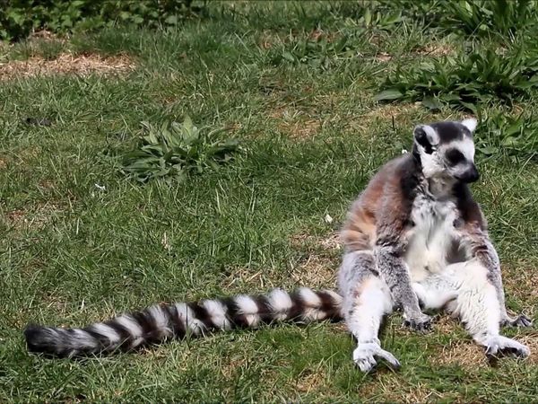 Chicken Soup for the Soul's Animal Tales - Prime-Mates