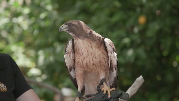 Chicken Soup for the Soul's Animal Tales - Help Is on the Way