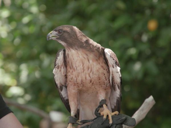 Chicken Soup for the Soul's Animal Tales - Help Is on the Way