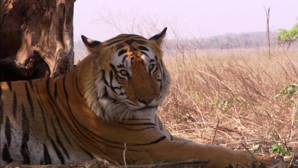 The Wonder List With Bill Weir - India: Tigers and the Taj