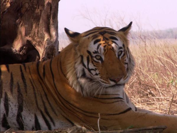 The Wonder List With Bill Weir - India: Tigers and the Taj
