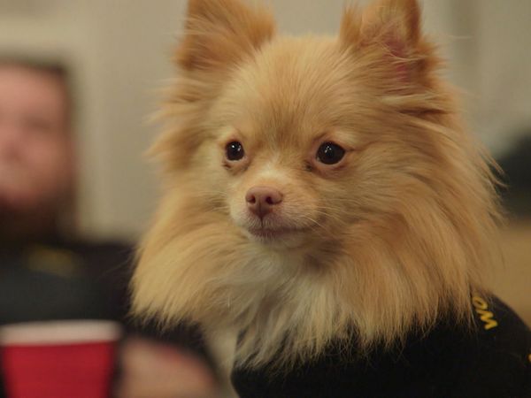 Pawn Stars - Episode 2004