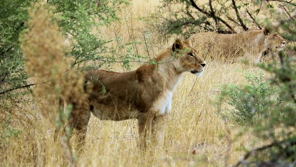 The Wonder List With Bill Weir - Botswana: The Hunters and the Hunted