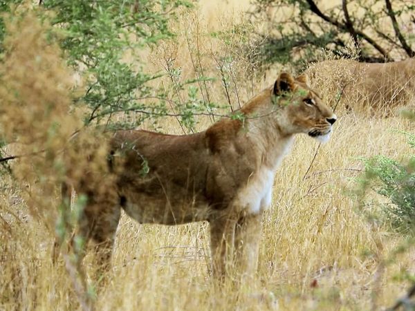 The Wonder List With Bill Weir - Botswana: The Hunters and the Hunted