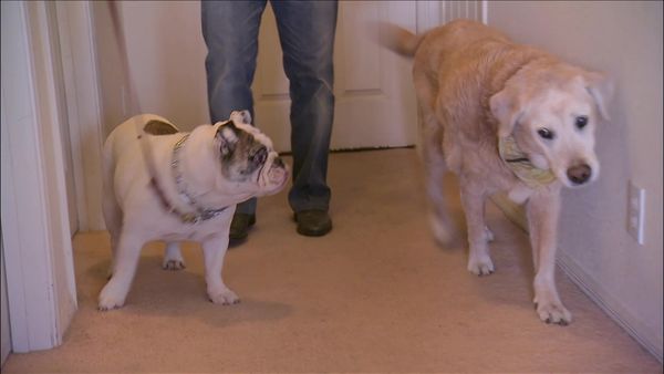 Dog Whisperer with Cesar Millan - Howie Mandel's Big Deal