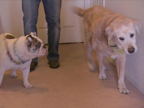 Dog Whisperer with Cesar Millan - Howie Mandel's Big Deal