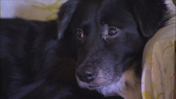 Dog Whisperer with Cesar Millan - Killer in the Window