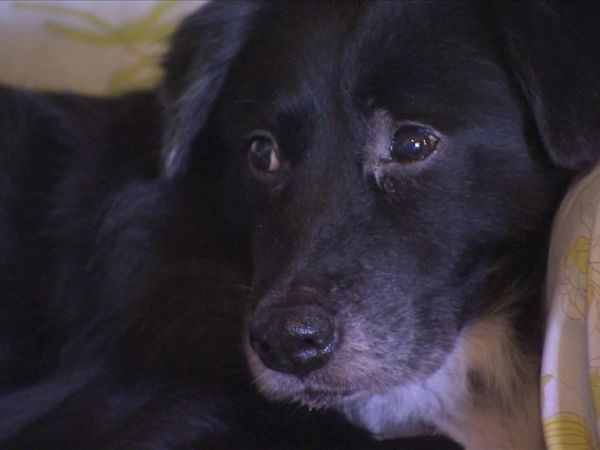Dog Whisperer with Cesar Millan - Killer in the Window