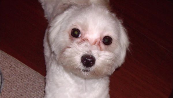 Dog Whisperer with Cesar Millan - Closet Cases