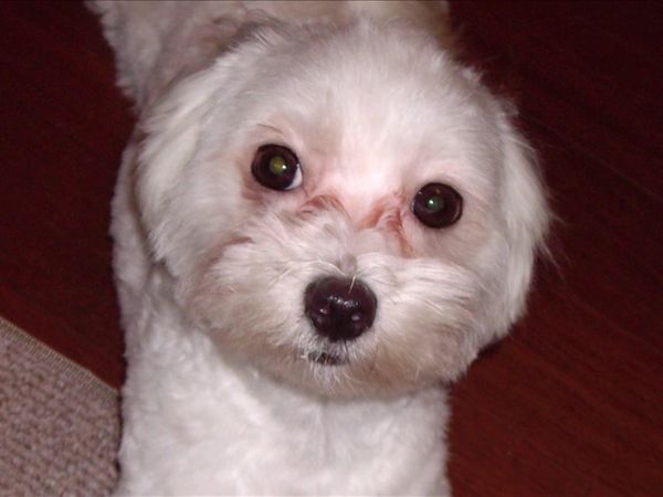 Dog Whisperer with Cesar Millan - Closet Cases