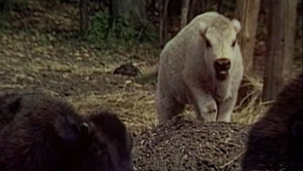 Unsolved Mysteries with Dennis Farina - Episode: 7