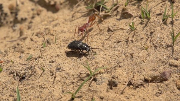 Creepy Crawlies - The Bug Buffet