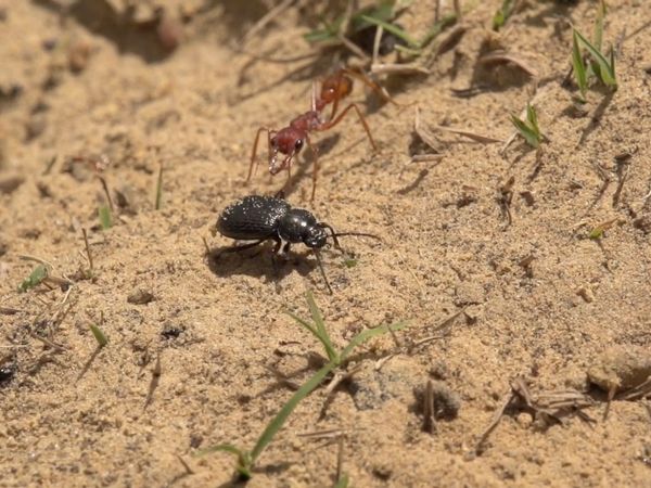 Creepy Crawlies - The Bug Buffet