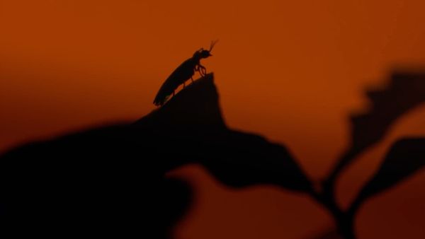 Creepy Crawlies - Breeding