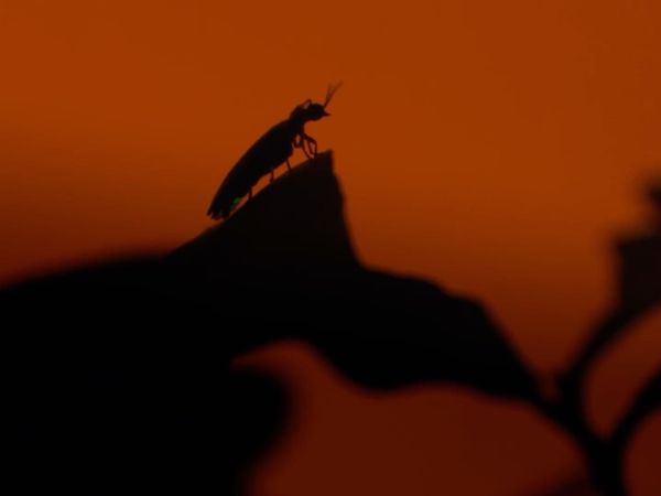 Creepy Crawlies - Breeding
