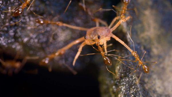 Creepy Crawlies - Army