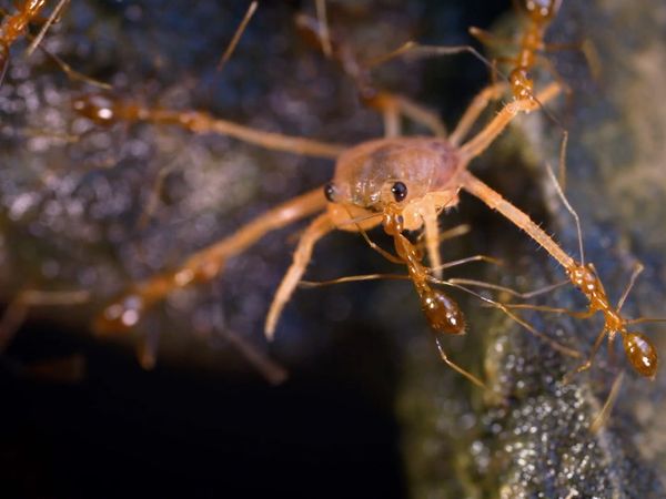 Creepy Crawlies - Army