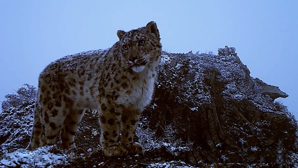 The Secret Lives Of Big Cats - The Secret Lives Of Snow Leopards